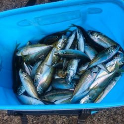 アジ不作のこの約2週間。。。 冷蔵庫内の在庫が危機的状況になり早朝からGO!!