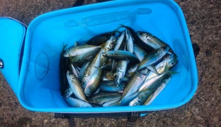 アジ不作のこの約2週間。。。 冷蔵庫内の在庫が危機的状況になり早朝からGO!!