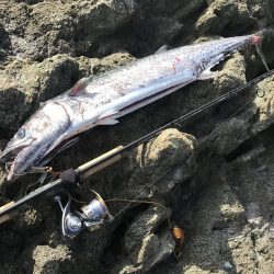 サワラ110cm 1匹釣れました