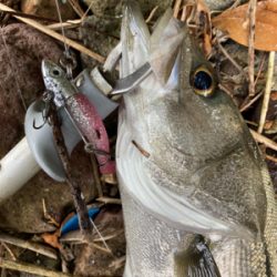 ダイソーワーム炸裂