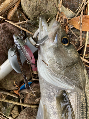 ダイソーワーム炸裂