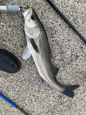 高活性、丸スズキ