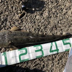 マイクロベイトパターン青物からのフラットさん