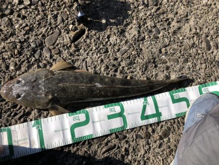 マイクロベイトパターン青物からのフラットさん