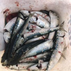 ジグサビキで真イワシ&アジ釣り