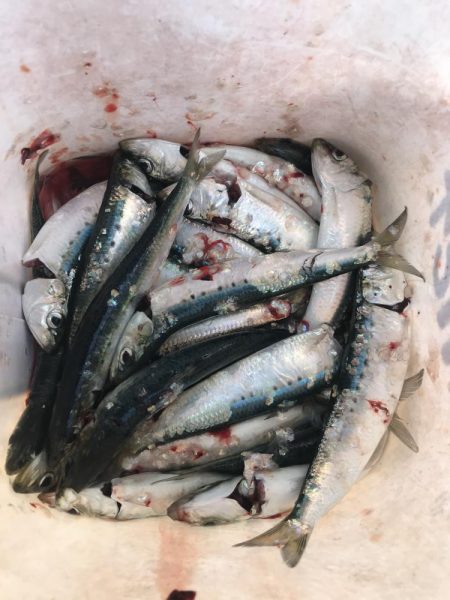 ジグサビキで真イワシ&アジ釣り