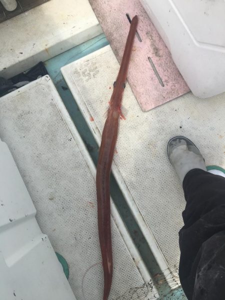 たかたか釣り日記