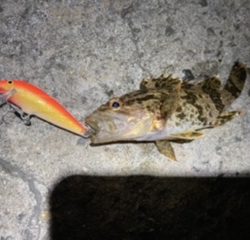 ロックフィッシュのはずがフッコさん