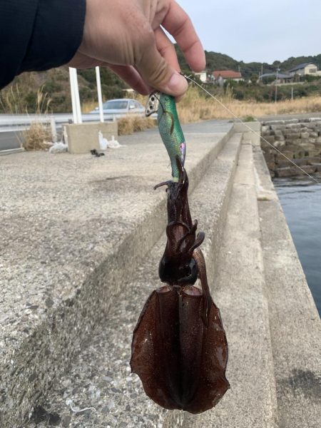 エギング釣行④(プチ温泉旅館付)