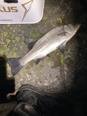 極寒のヒラスズキ