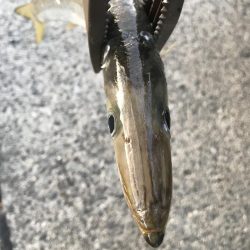 朝マズメのカマス釣り