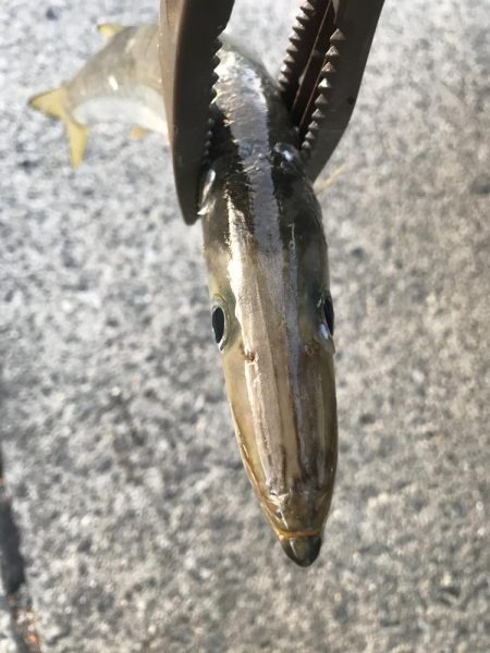 朝マズメのカマス釣り