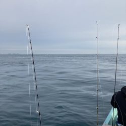 伊島近海で青物