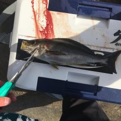 たかたか釣り日記