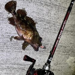 アジを求めて！！