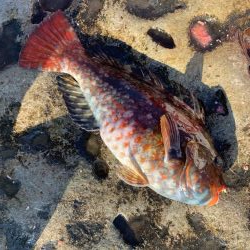 和歌山市江(吉丸渡船)で磯フカセ