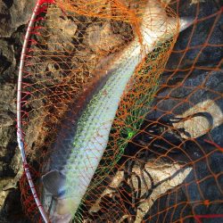 和歌山市江（吉丸渡船）で磯フカセ