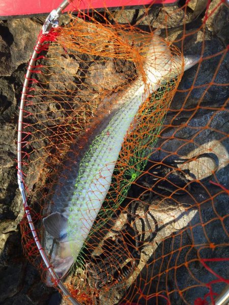 和歌山市江（吉丸渡船）で磯フカセ