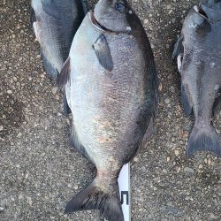 和歌山市江(吉丸渡船)で磯フカセ