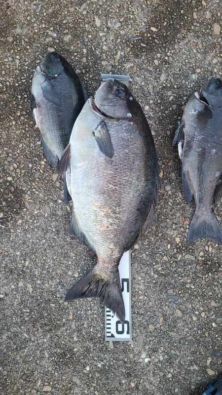 和歌山市江(吉丸渡船)で磯フカセ