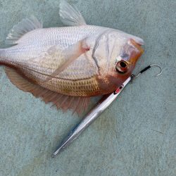 浅川沖でメジロなど