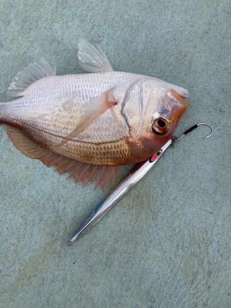 浅川沖でメジロなど