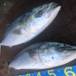 青物トップ最高