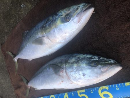 青物トップ最高