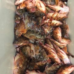 関門でアラカブ大漁