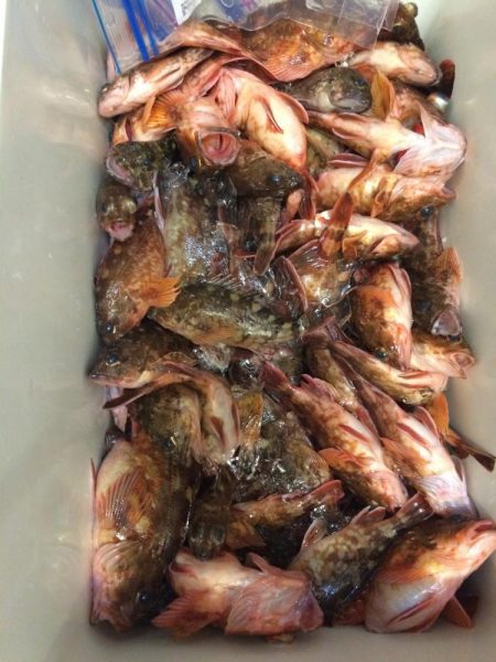 関門でアラカブ大漁