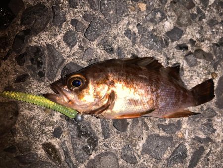 久々メバリング