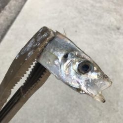 サビキでマイワシ大漁