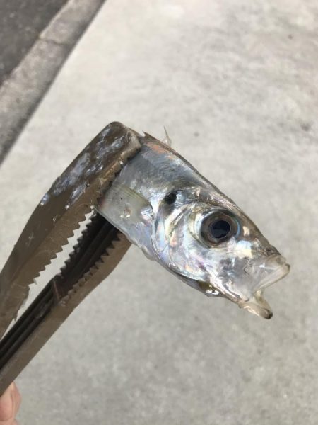 サビキでマイワシ大漁