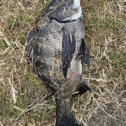 イチノ兄弟、釣果!