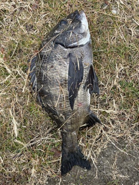 イチノ兄弟、釣果!