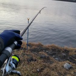 エレベーター仕掛けのシーバス