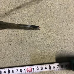 久しぶりの大物(^^)