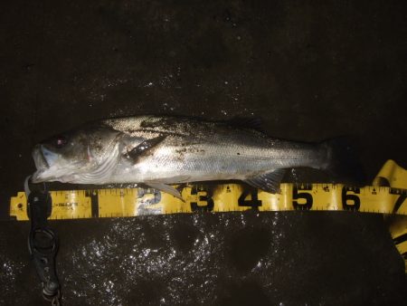 ひたすらスローに