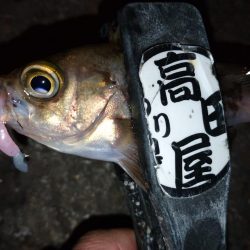 夕食後に少しメバリング