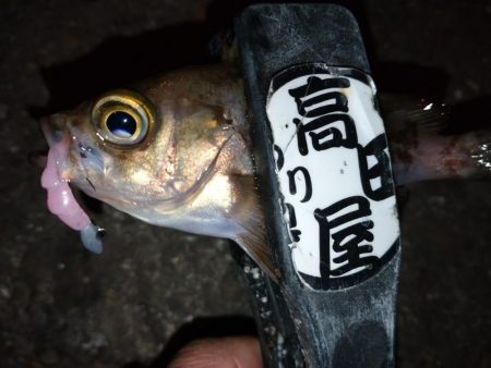 夕食後に少しメバリング