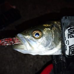 極寒メバリング