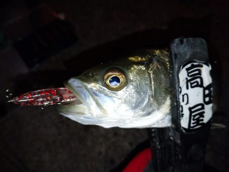 極寒メバリング