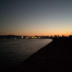 予想外のタチウオ