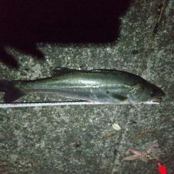 アナゴ狙いに行ったが・・・