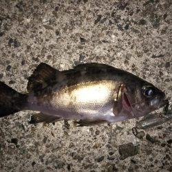 今季初プラグメバル