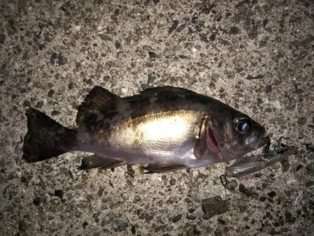 今季初プラグメバル