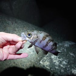 久しぶりのメバリング