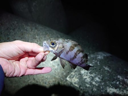 久しぶりのメバリング