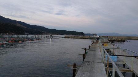 小島養魚場でトラウトサーモン☆