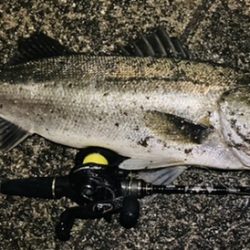 ベイトフィネスでシーバスリベンジ!